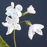 [ 日本桜草 ] 龍宮海