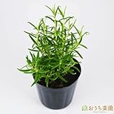 ローズマリー ウッド 【苗】 ９ ｃｍ ポット ＜当店は 苗 種 鉢 培養土 ニーム の専門店＞