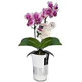 ミニ胡蝶蘭 タンブラースリムポット3号鉢植え 2本立て /お中元 ギフトに花のプレゼント 生花 鉢植え 開店祝いに 母の日 父の日 敬老の日 おじいちゃん おばあちゃん (花ライトピンク鉢ホワイト)