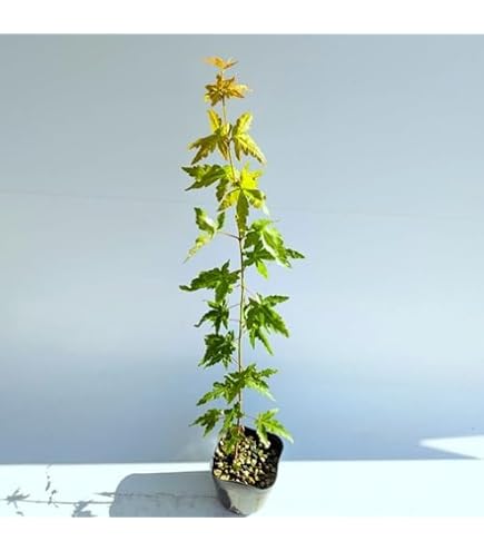 Amazon.co.jp: モミジ 新小葉猩々 ノムラモミジの小葉品種 H90cm前後