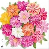 国華園　花たね　レウィシア　エリーゼミックス　1袋(15粒)【※発送が国華園からの場合のみ正規品です】