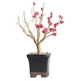 MIYUKI (ミユキ) nejitte beaded BONSAI KIT SET ネジッテ < 盆栽 > ビーズ キット セット 〈 梅 〉 HCA30-2