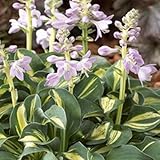 【宿根草】ホスタ「スノーマウス・イヤーズ」