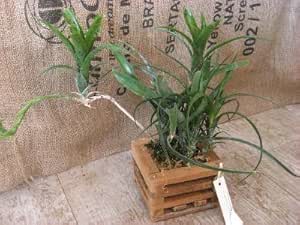 着生植物 ネオレゲリア パウシフローラ ウッドポット吊鉢 希少 珍種 フェアリーズ ガーデン 観葉植物 通販 Amazon