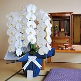 フューネラル胡蝶蘭　3本立　1.5万円コース　＜　お供え花　お悔やみ花　枕花に　供花に　＞　【お届け日指定ＯＫ】