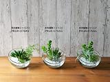 観葉植物 ミニ フェイク 造花 ♪【グリーンパーク】ガラスボール 多肉植物ミックス×白玉石＜タイプ：多肉植物ミックスE＞♪ インテリアグリーン アーティフィシャル