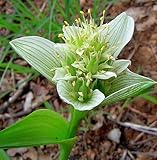 Androcymbium striatum - Cup-and-saucer, men-in-a-boat - 5 seeds