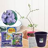 (観葉) 私の果樹園 ～ブルーベリー栽培セット(ヌイ)～(苗木・土・プランター・肥料他6点セット) 家庭菜園 本州・四国限定[生体]