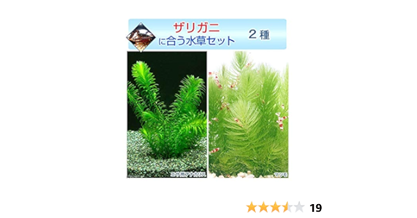 Amazon 水草 ザリガニに合う水草セット 2種 無農薬 1セット ザリガニ 北海道航空便要保温 Charm チャーム 生体水草 通販 Amazon 水草 ザリガニに合う水草セット 2種 無農薬 1セット ザリガニ 北海道航空便要保温 Charm チャーム 生体水草 通販