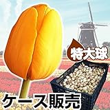 国華園　ケース販売 チューリップ 球根 特大球 黄花 600球【※発送が国華園からの場合のみ正規品です】