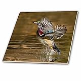 3drose Danita Delimont – Ducks – 木製アヒル、Aix sponsa、オスからテイクオフ川 – タイル 8-Inch-Glass ct_259748_7