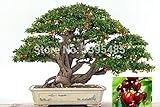 11.11 promotion today Upscale Indoor Plants, Need Fruit Potted, Taiwan Mini Pearl Cherry Seeds 20 Pi