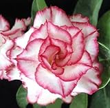 40 Fresh seedsアデニウム アラビカム オベスム 砂漠のバラ種子(40粒)塊根植物種子Adenium obesum Desert Roses seeds no239-Quatro-Kimo