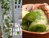 栄養豊富な　スネーククイーン 2粒