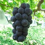 ぶどう 苗木 藤稔（ふじみのり） 12cmポット苗 ブドウ苗 葡萄