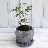 モミジ（カエデ）：イロハモミジ鉢植え／ロゼッタボウル黒（直径11cm・皿付き） ノーブランド品
