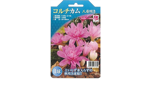 Amazon Co Jp 予約販売 花の大和 球根 コルチカム 八重咲きコルチカム 1球 ホーム キッチン