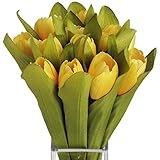 (ヒル・インテリアズ) Hill Interiors イエロー チューリップ 造花 イミテーションフラワー デコレーション (ワンサイズ) (イエロー/グリーン)