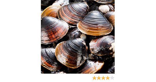 Amazon しじみ 貝 北海道産 特大 生冷凍 最高級 シジミ 1 5kg 500g 50粒前後 3 砂抜き済み 北海道 網走湖産 殻付き 肉厚 大和しじみ どさんこファクトリー北海道pb商品 メーカー包装品 しじみ あさり つぶ貝 どさんこファクトリー北海道 貝類 通販