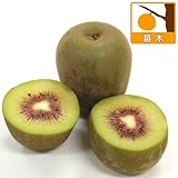 キウイ（メス木）：紅妃（こうひ）4～5号ポット[糖度20度！とっても甘いキウイ][苗木] ノーブランド品