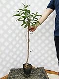 桃 黄金桃 樹高1.0m程度 2年生苗