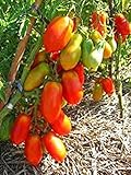 赤いトマトトマト種子フランスの遺産シベリア家宝NON-GMO