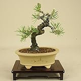 いよじ園 黒松 小品盆栽 【松柏盆栽】