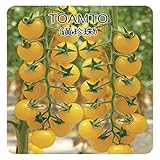 Yellow pearl tomato seeds 200 seeds selling organic vegetable seeds