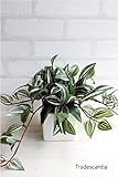 観葉植物 トラディスカンティア＊グリーンレッド 四角鉢 造花