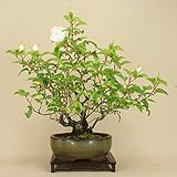 いよじ園 ナニワバラ / 薔薇 中品盆栽 【雑木盆栽】