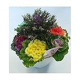 【お年賀に（1/6以降のお届け）】ラメ付き☆葉ボタン/葉牡丹