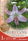 カネコ種苗 オリエンタル百合 マルコポーロ 1球入