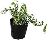 花市場直送便 苗 プミラ サニーホワイト 8入