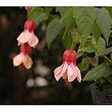 つる性アブチロン：ピンクカメレオン3号ポット 2株セット[こんもり育ち花がたくさん咲く品種] ノーブランド品