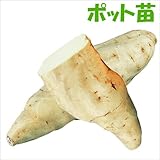 国華園　さつまいもポット苗　シモン1号ポット苗　1株【※発送が国華園からの場合のみ正規品です】