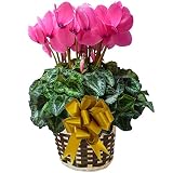 【 発送中 】 さかもと園芸　達人のシクラメン　【 パステルフォルテピンク 】　花鉢植え　ギフト　プレゼント　贈答品　クリスマス　お歳暮