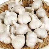 国華園　ニンニク種球 ホワイトニンニク(種球)(中国産) 500g【※発送が国華園からの場合のみ正規品です】