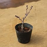 ミニ盆栽素材:一才桜(さくら)黒ポット*【ぼんさいボンサイ】【さくら盆栽】