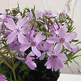 芝桜（シバザクラ）：エメラルドクッションブルー4株セット[グランドカバーに！] ノーブランド品