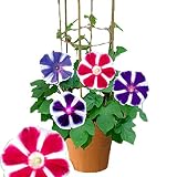 ハッピーガーデン お中元 曜白朝顔 4色植え 6号 鉢植え