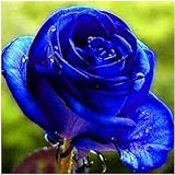 20 kinds mixed 100 rose seeds/pack ,Four Seasons sowing the seeds of perennial flowers, rose flowers