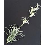 フレクスオーサ：ビビパラ[全長約140cm]