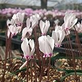 原種系シクラメン：シプリアム3号ポット[鉢植え向き]