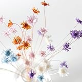 【Blooming＆me】上質の国内産 フラワーデザイナー推薦 スターフラワーブロッサム 40本入＋他種類のドライフラワーをおまけで2本！ ハーバリウムに大人気 「選べるカラー全６色」（ ハーバリウム