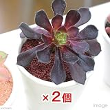 サボテンと多肉の飾り砂 (レッド) 50g 2個