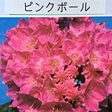 鉢花:カルミア*アメリカシャクナゲ(5号)【品種選べます】 (ピンクボール)