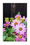 草花の色
