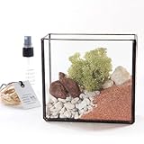 GLASS BRASS BOX TERRARIUM KIT 04 + AIRPLANTS SMALL SET　URBAN GREEN MAKERS(アーバングリーンメーカーズ)