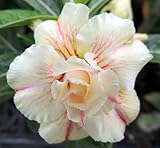 40 Fresh seedsアデニウム アラビカム オベスム 砂漠のバラ種子(40粒)塊根植物種子Adenium obesum Desert Roses seeds no41-Double-Catta
