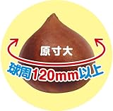 チューリップ 赤(球根)